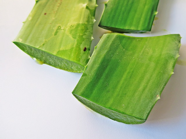 Aloe Vera Blätter Gifhorn